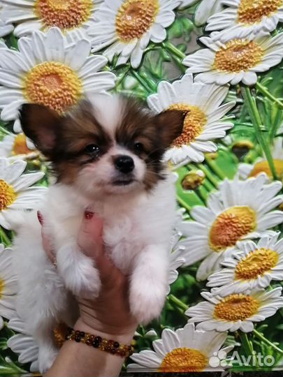 Щенки Папийон