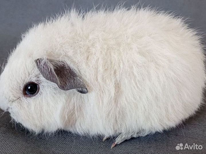 Мс Рекс - Кали