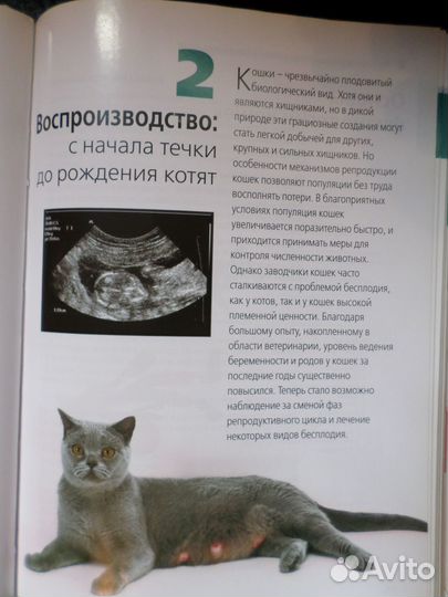 Руководство по разведению кошек книга