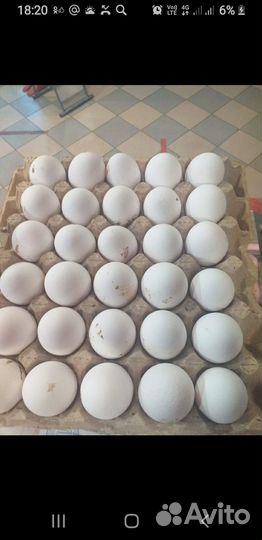 Домашние куриные яйца