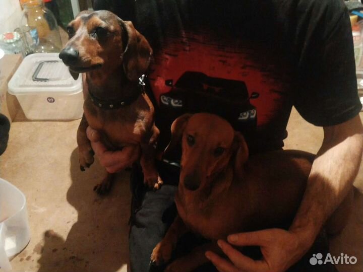 Вязка Такса