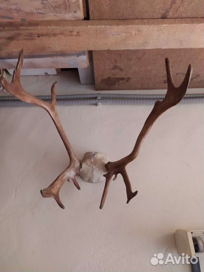 Рога оленя.любые по 1500