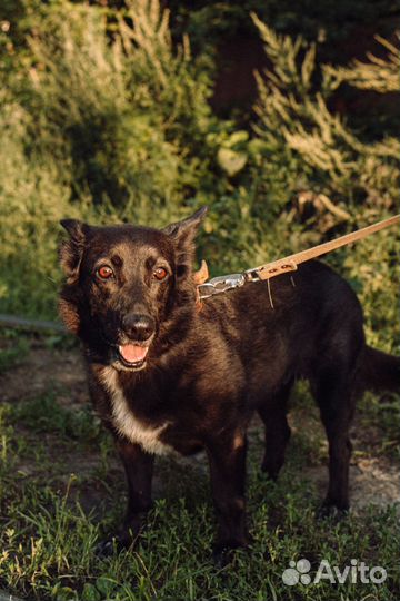 Небольшая собака-компаньон Арья в добрые руки