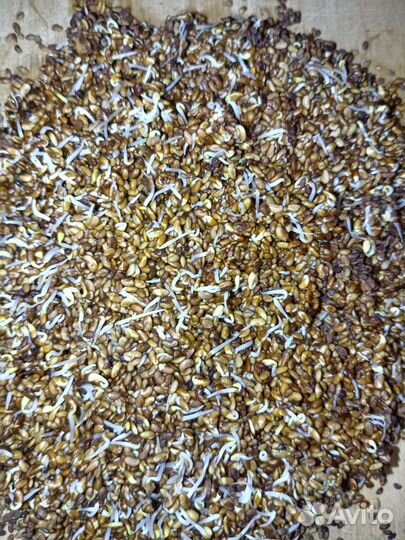 Продаю семена люцерны