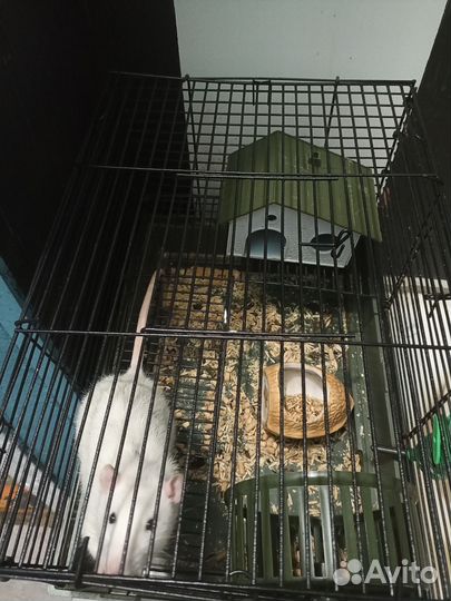 Крыса с клеткой