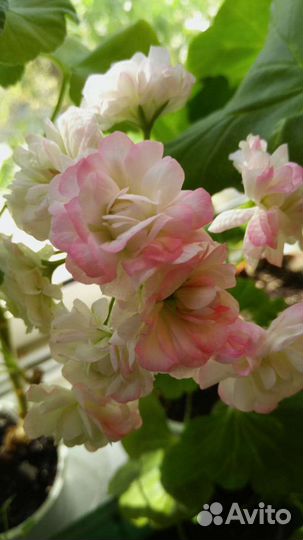 Пеларгония герань