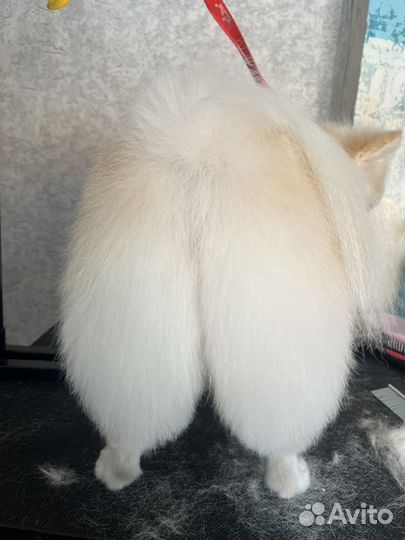 Услуги Груминга