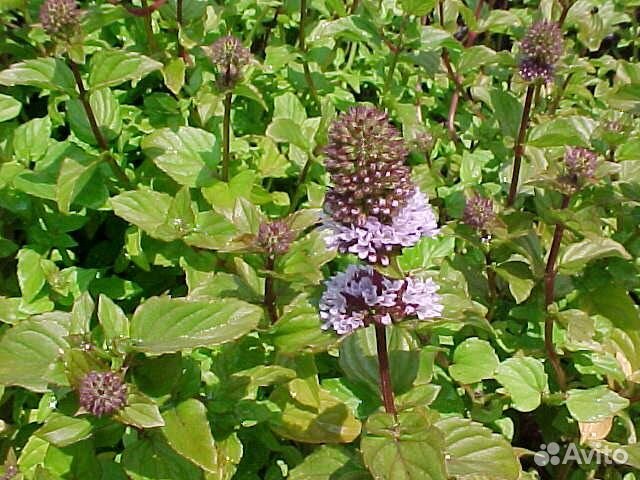 Мята, Травы