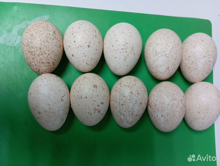 Индюшиные яйца