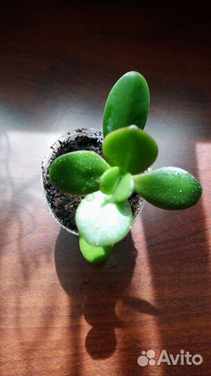 Крассула толстянка