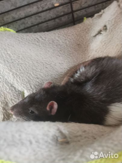 Продам крысят дамбо