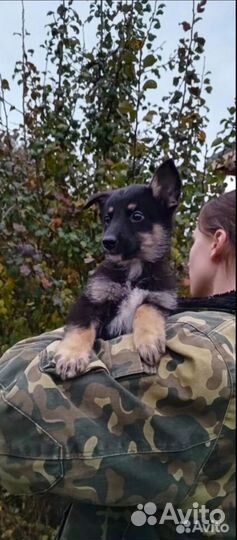 Отдам в добрые руки