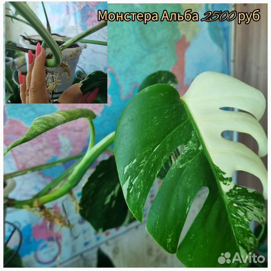 Монстера Альба