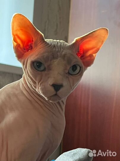 Канадский сфинкс