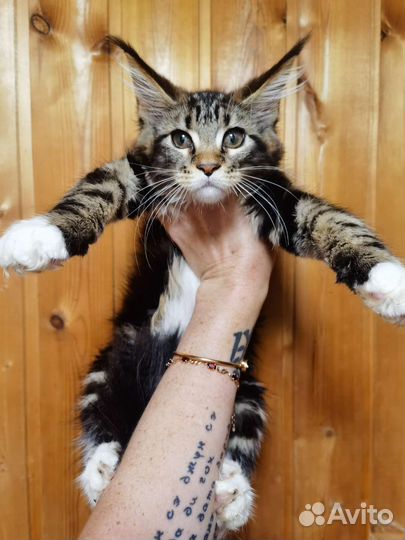 Котята мейн-кун, мальчики и девочки, доставка