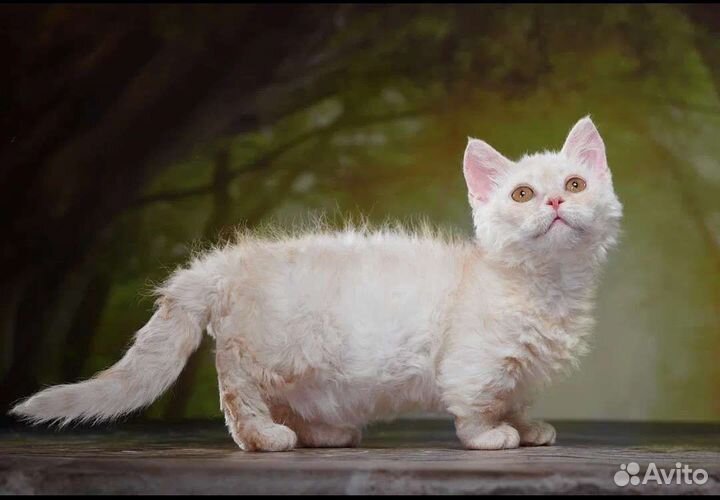 Нежный ламбкинчик