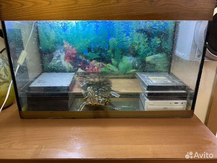 Продам красноухих черепах