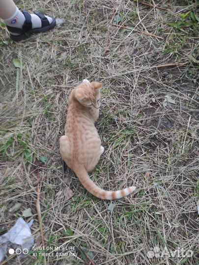 Кошка в дар