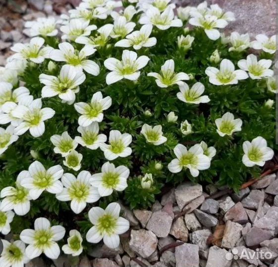 Камнеломка