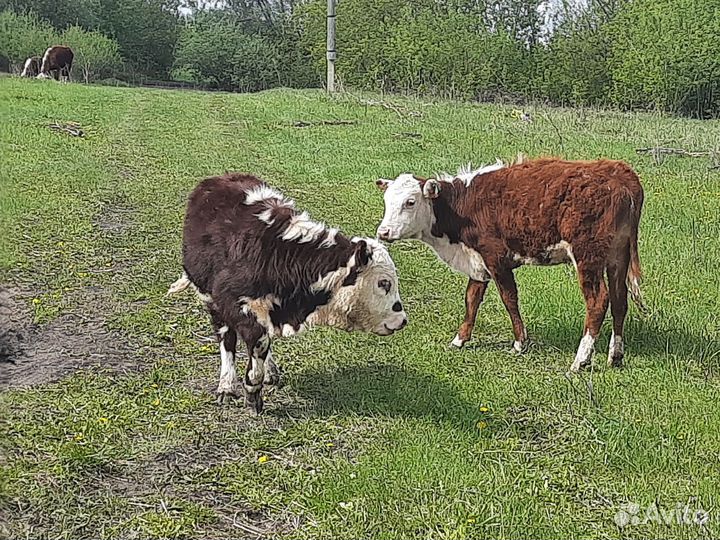 Быки на племя