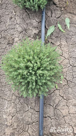 Декоративные растения