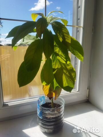 Авокадо растение