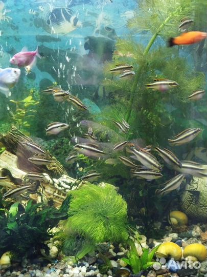 Аквариумные рыбки