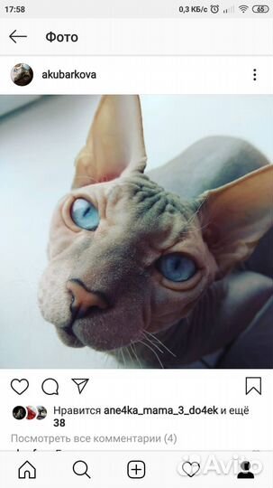 Сфинкс вязка