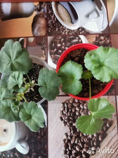 Листики фиалки, традесканция, герань, мелисса