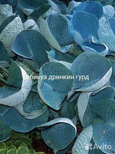 Хоста