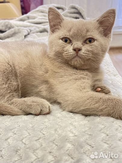 Британский котёнок мальчик