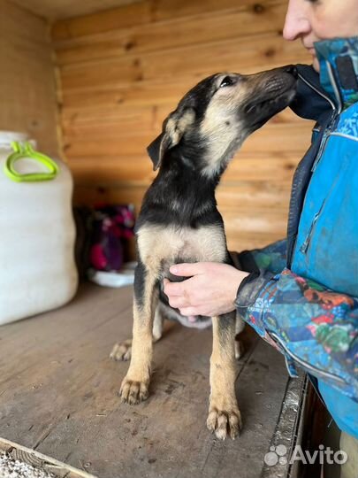 Щенок ищет дом