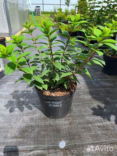 Гортензия метельчатая