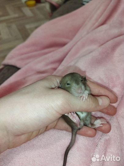 Крыса дамбо