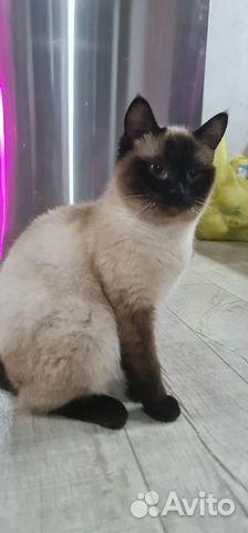 Тайский кот объявление продам
