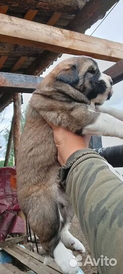 Алабай сао
