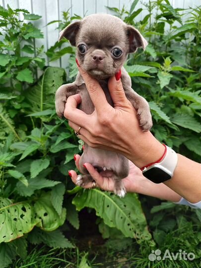Чихуахуа-девочка лиловая красотка