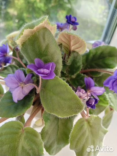 Фиалка в горшке