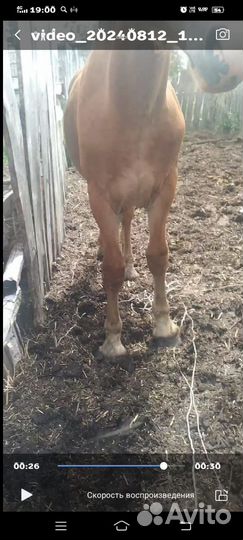 Лошадь жерибец