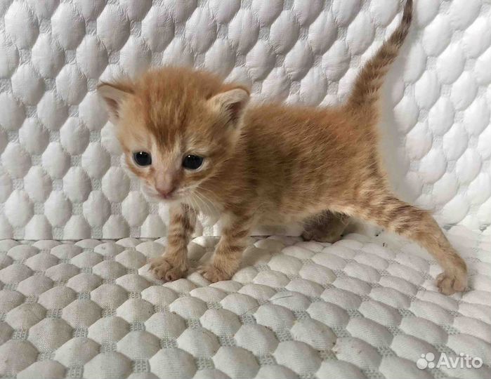 Котята мальчики, 2 месяца