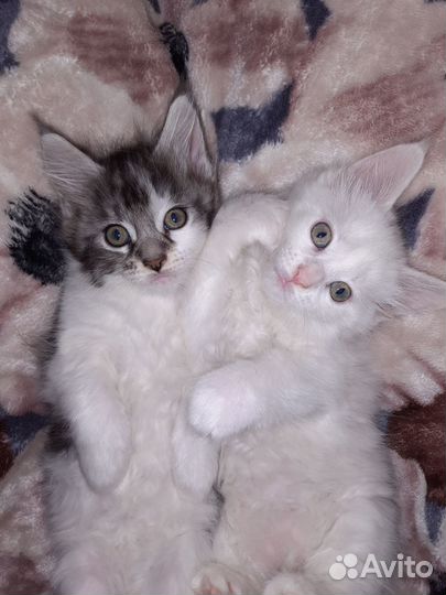 Продам котят Мейн-кун