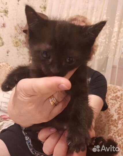 Кошка бесплатно