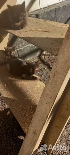 Отдаем в добрые руки.3 мальчика и 1 девочка