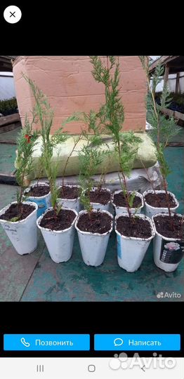 Туя саженцы