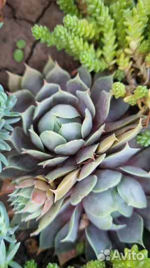 Молодило, эониум