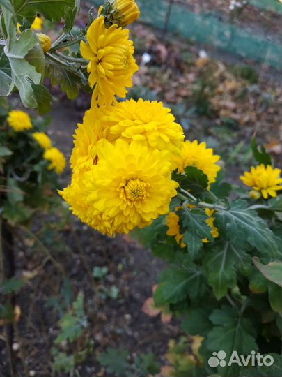 Хризантема желтая
