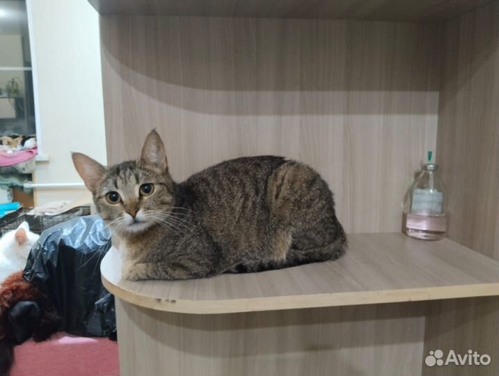 Кошка в добрые руки