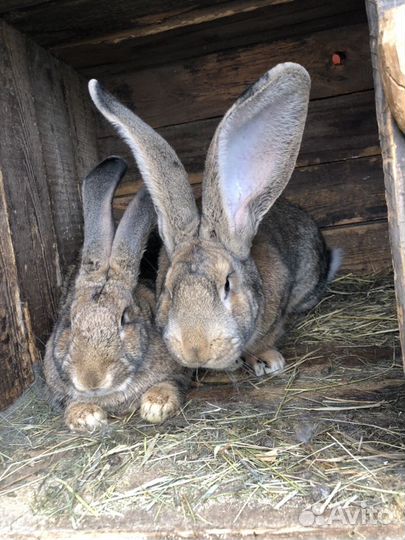 Кролики породы фландр