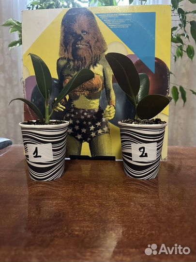 Комнатные растения фикусы/колеусы Другое