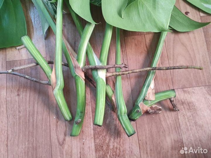 Монстера Альба